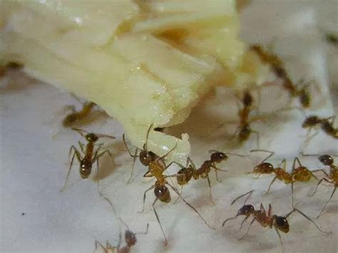 米色五行 最近家裡很多螞蟻